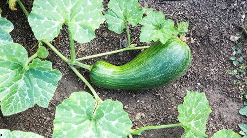 瓠瓜怎么吃的,解锁健康美味新选择